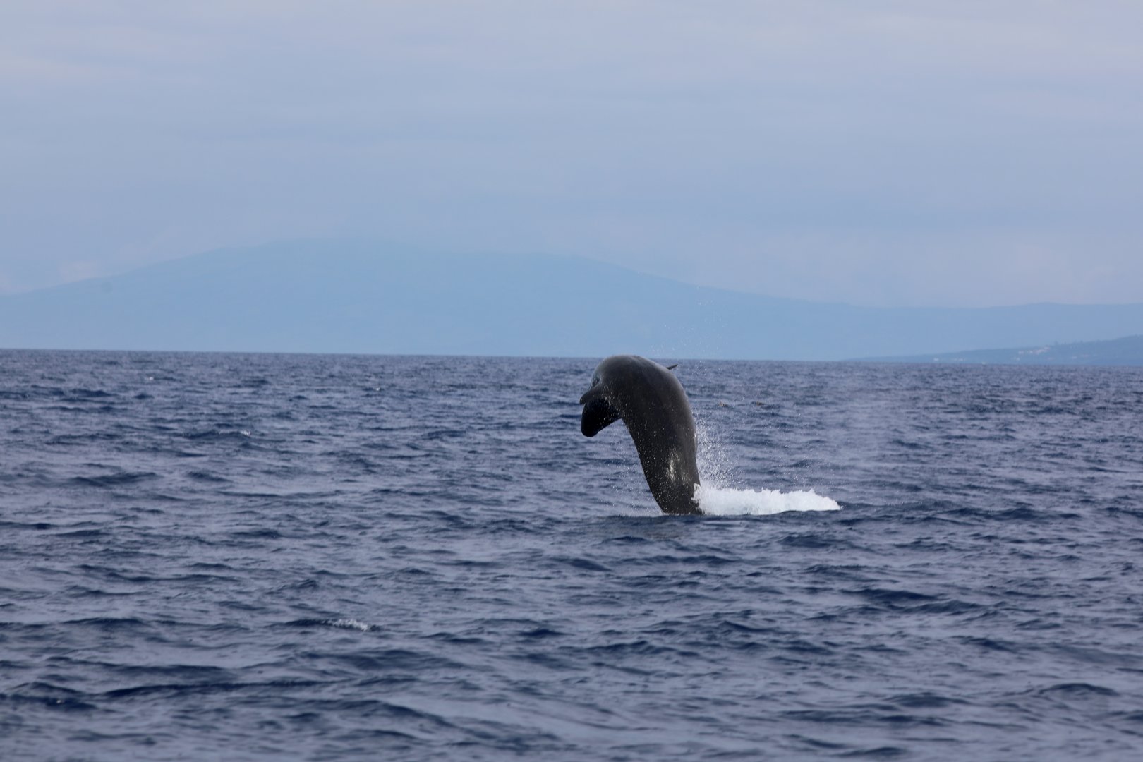 false killer whale (Pseudorca crassidens)