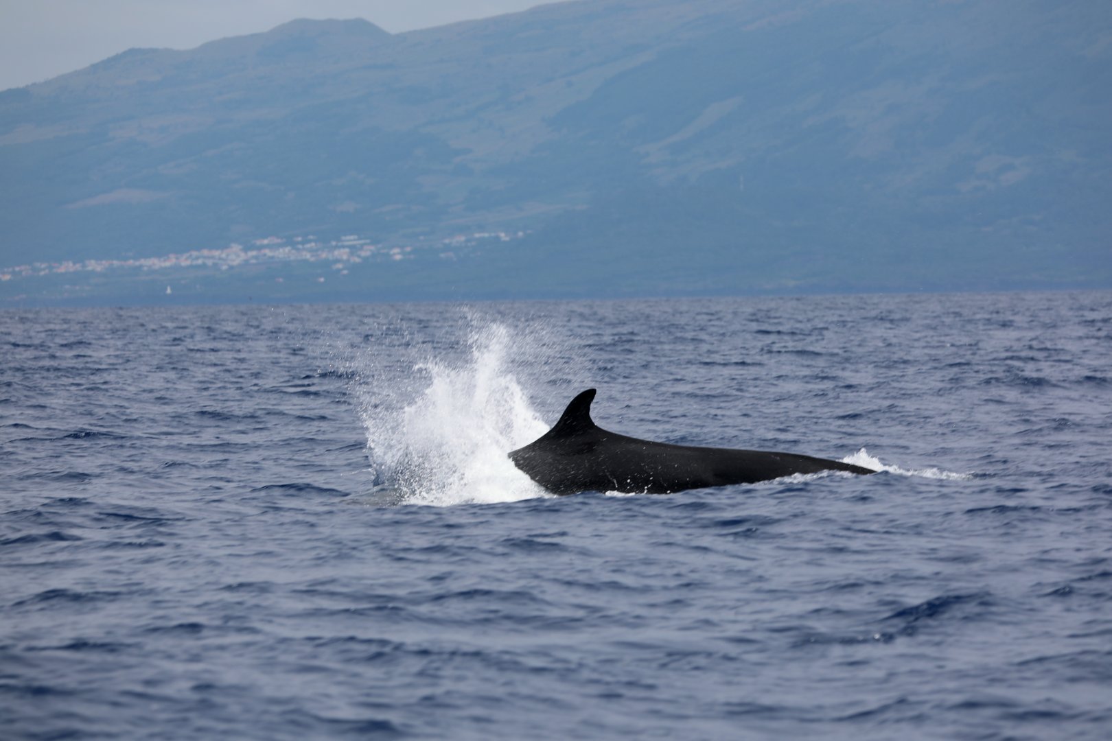 false killer whale (Pseudorca crassidens)