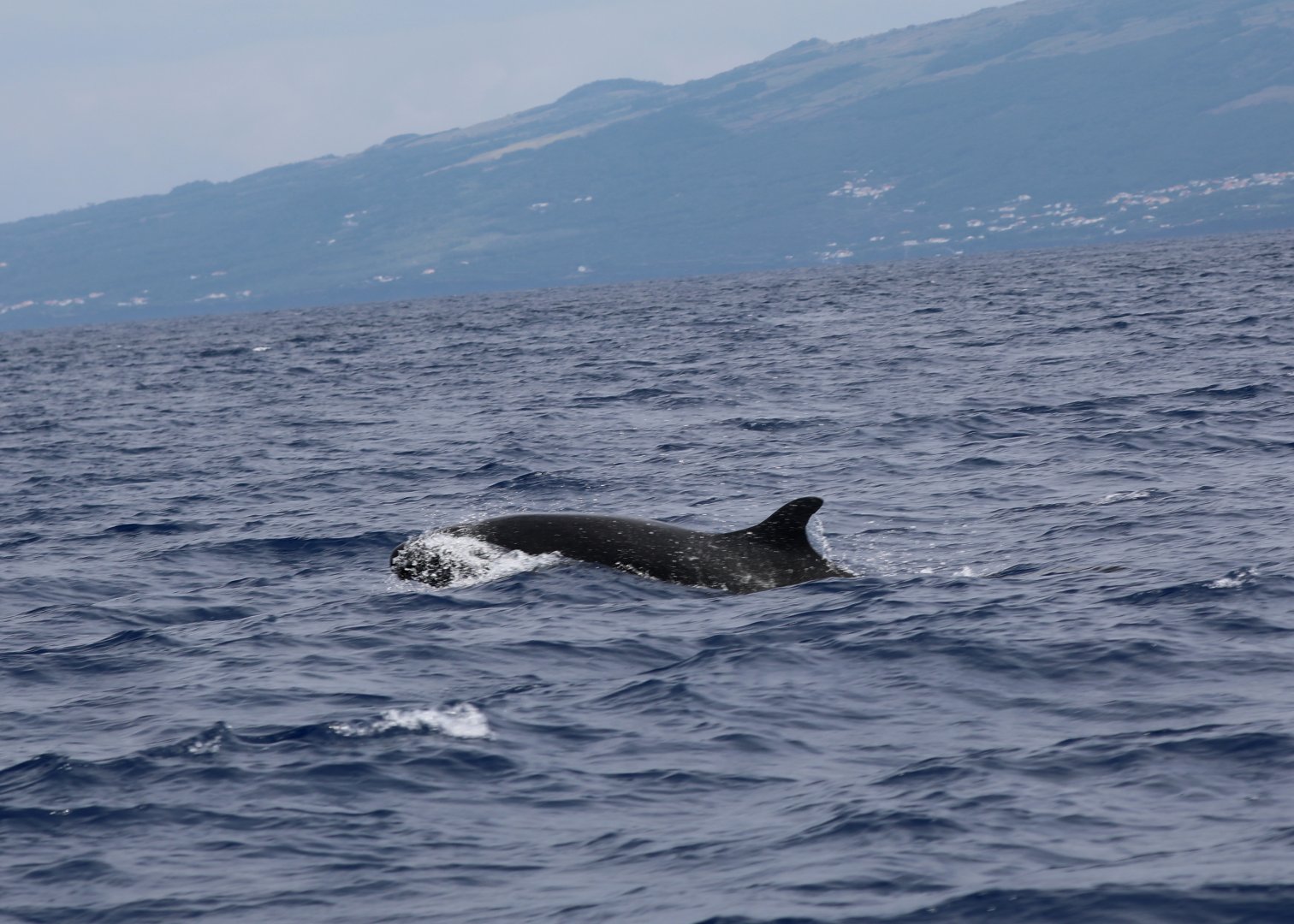 false killer whale (Pseudorca crassidens)