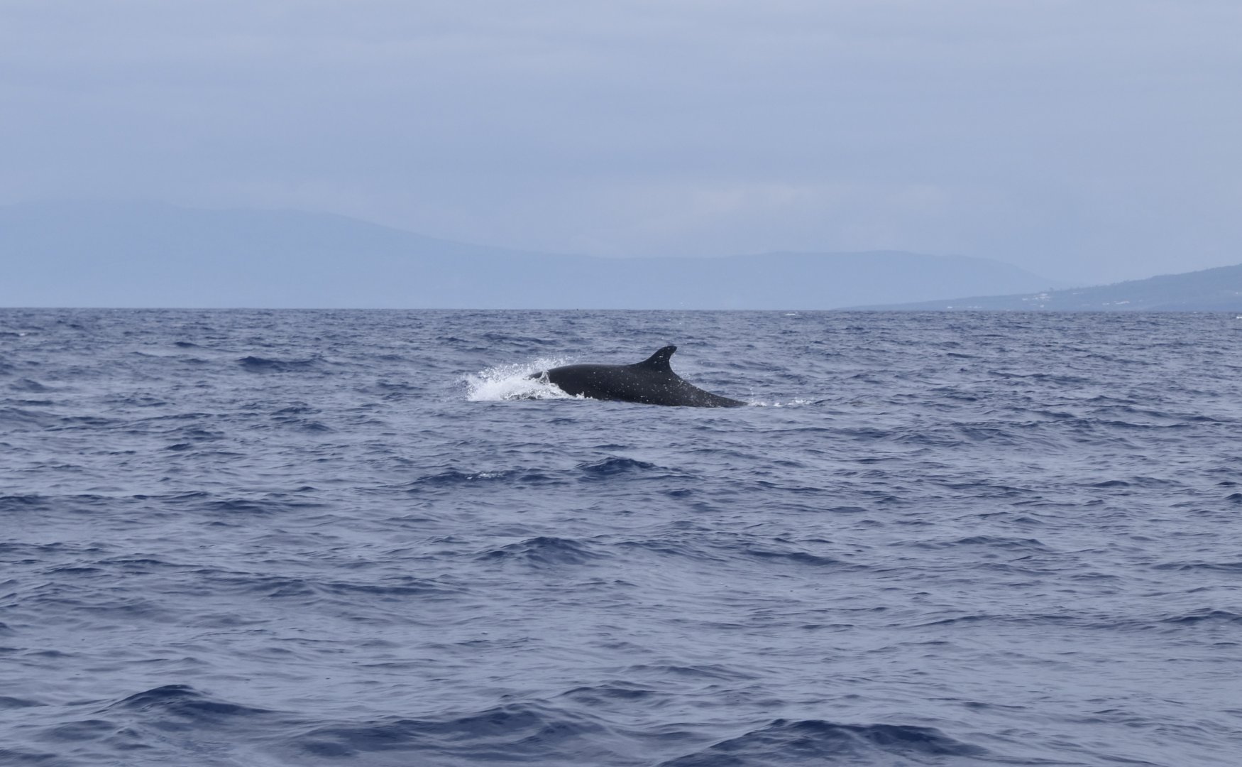False Killer Whale (Pseudorca crassidens)