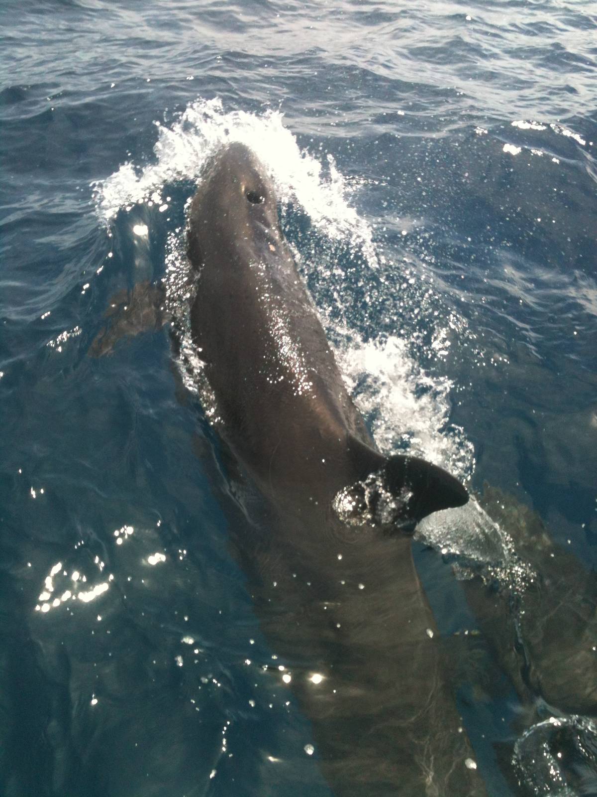 False Killer Whale/Pseudorca