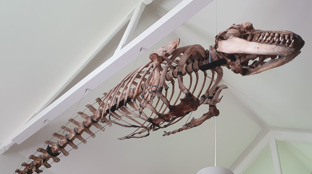 False Killer Whale Skeleton - Tasmanian Museum and Art Gallery