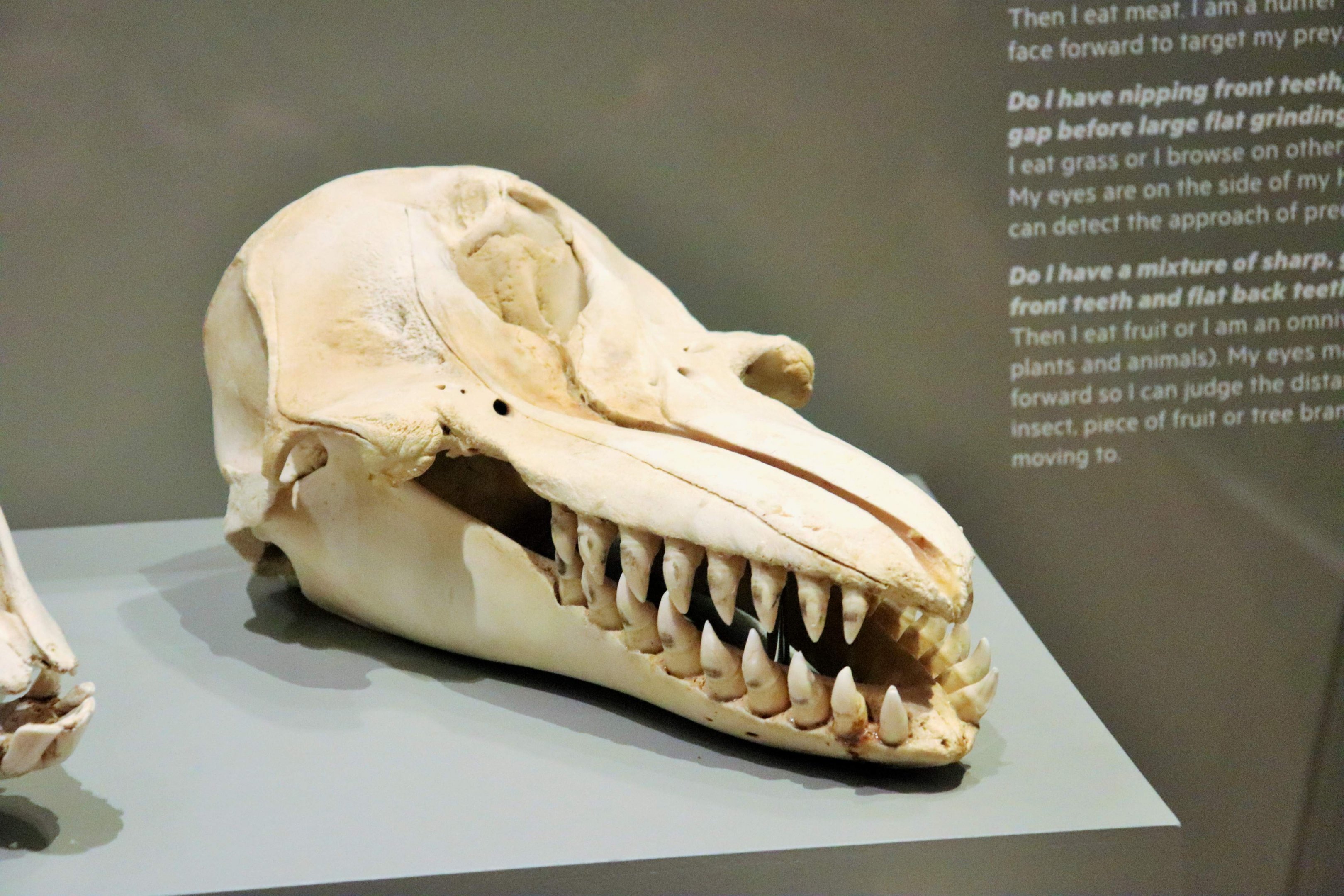 False Killer Whale Skull