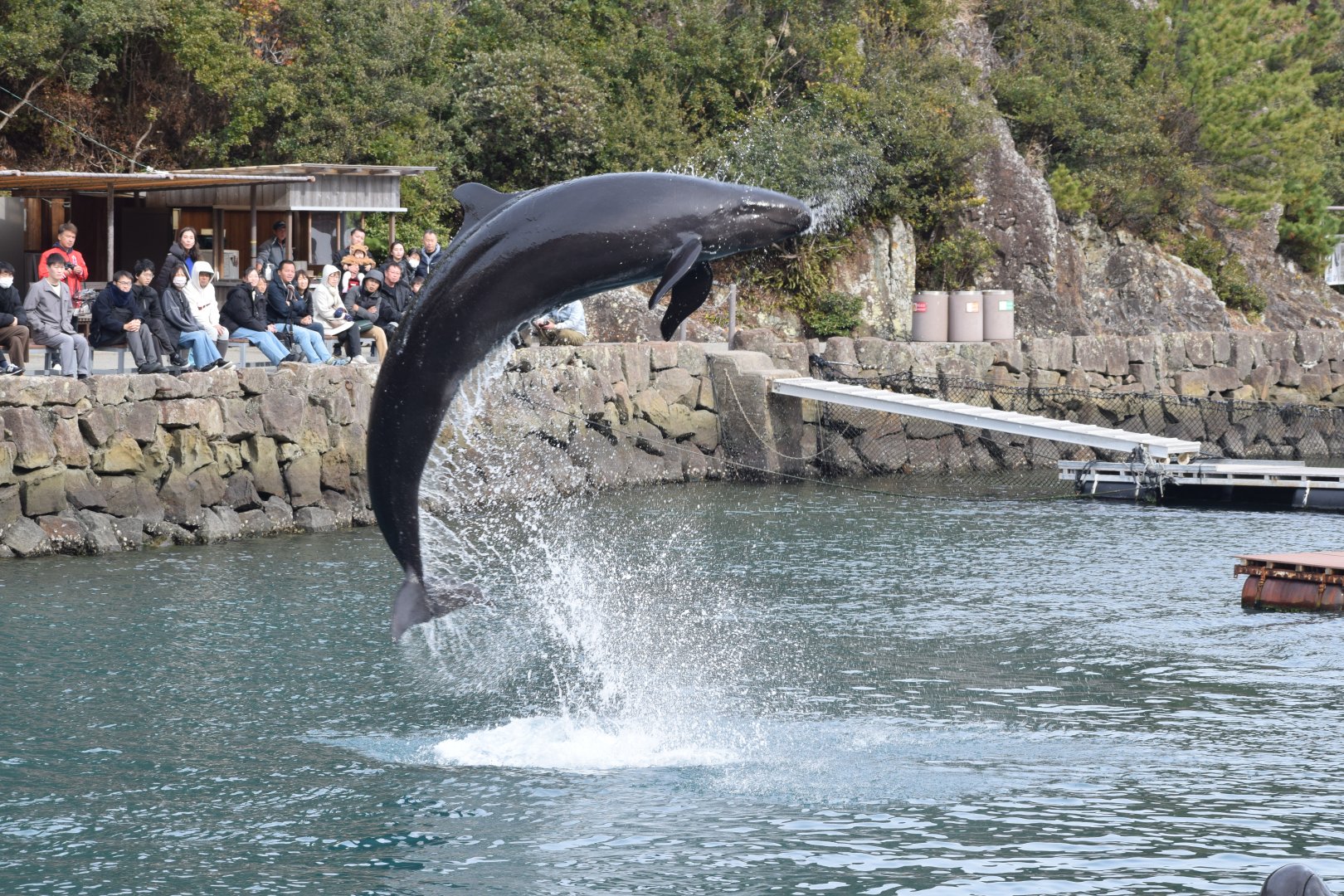 False killer whale - Taiji Whale Museum