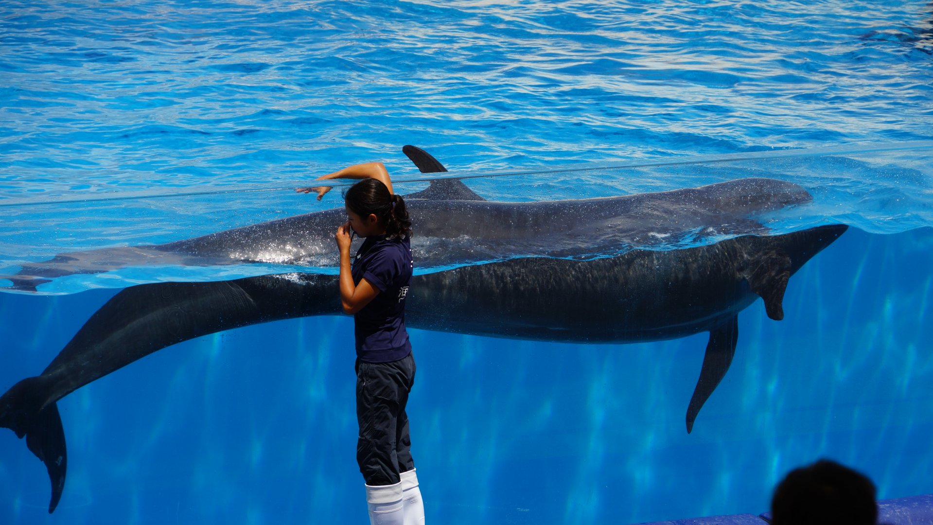 False Killer Whale