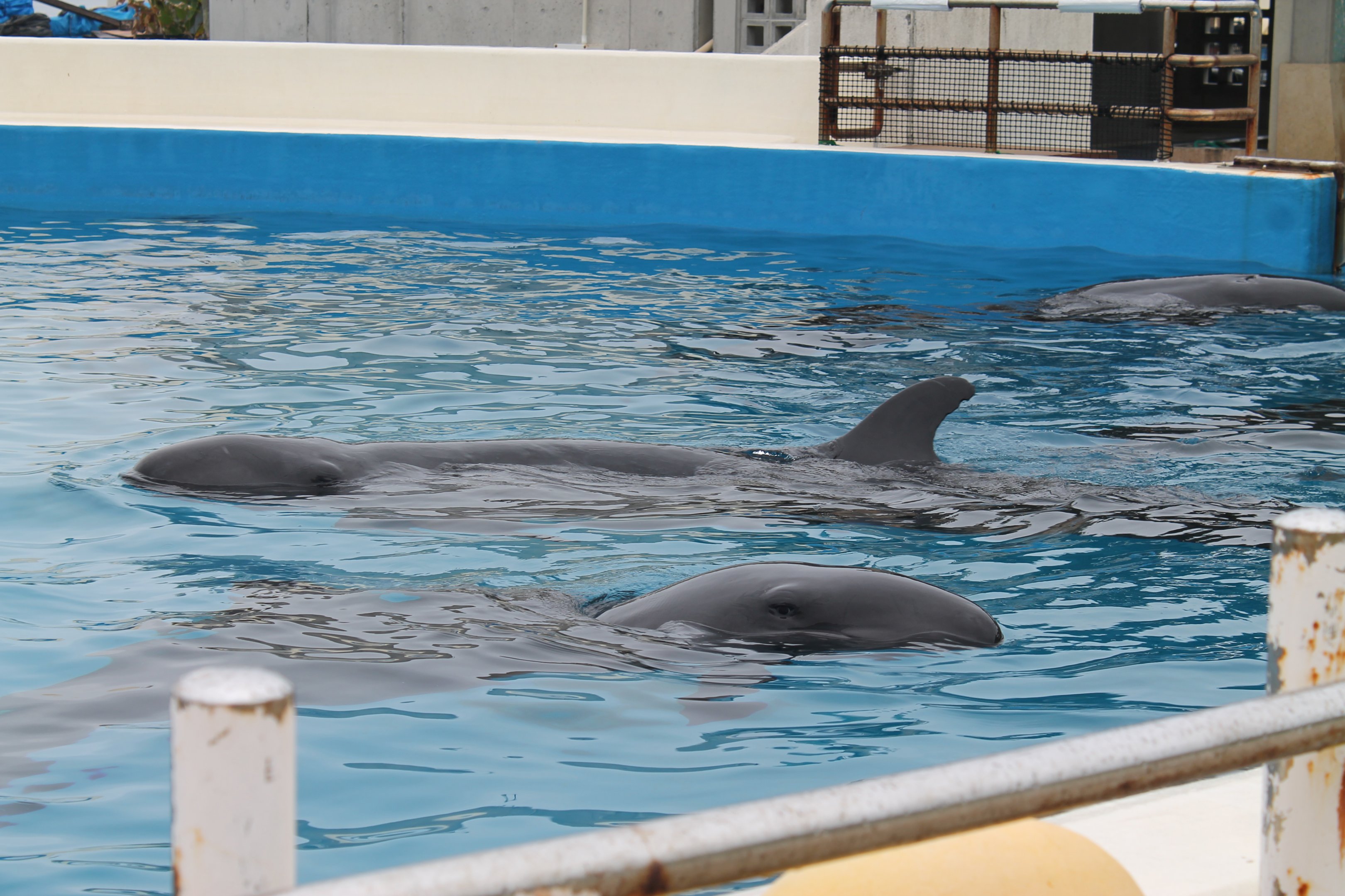 False Killer Whales (Pseudorca crassidens)