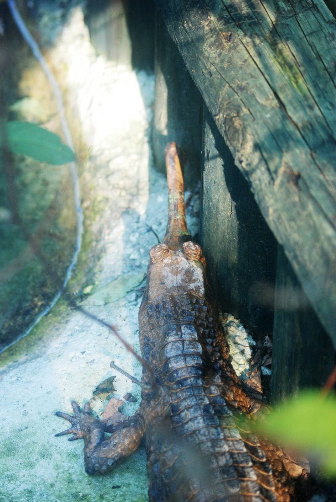 False (Malaysian) Gharial at St. Augustine, 11/10/13