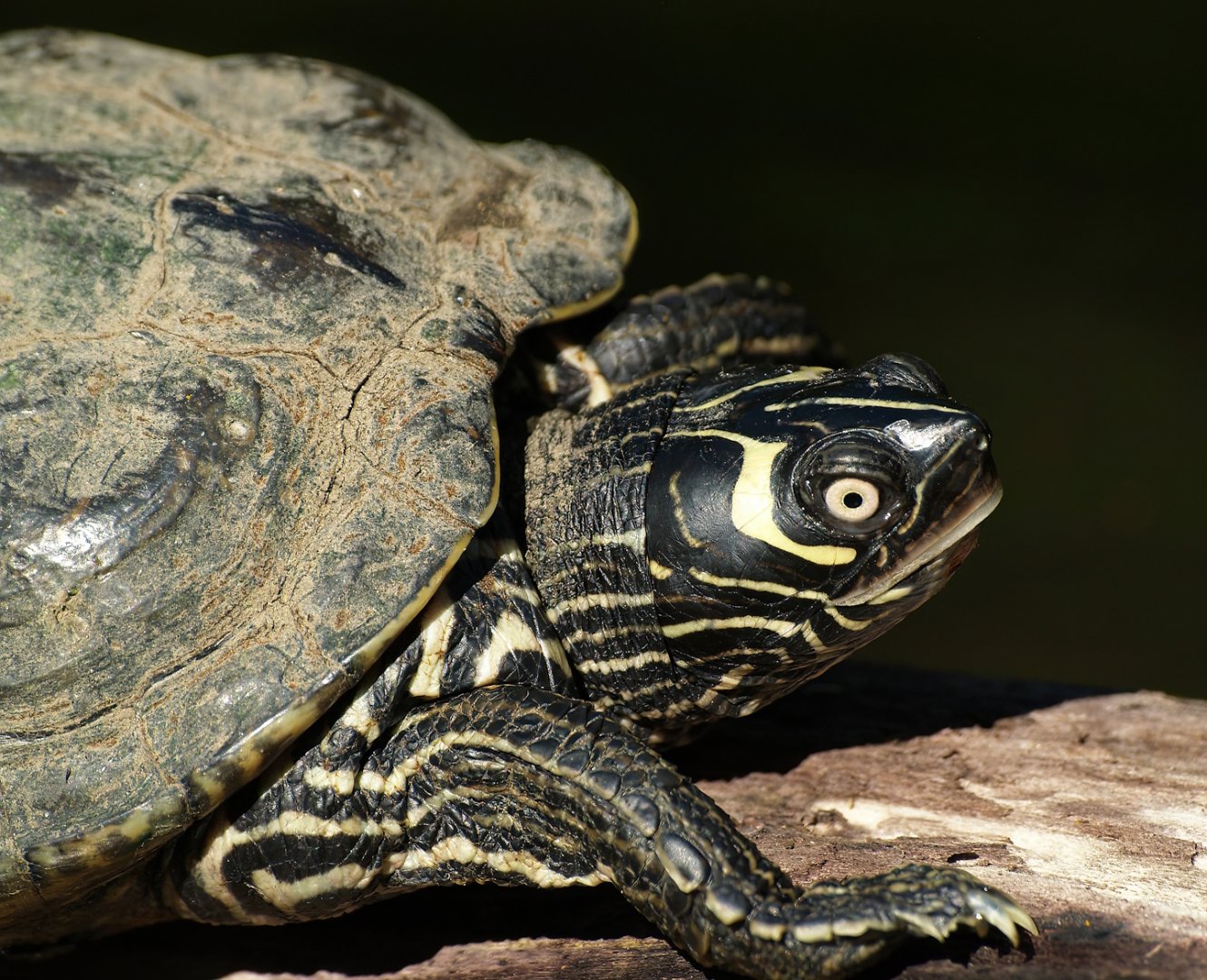 False map turtle (Graptemys pseudogeographica), 2008-08-06