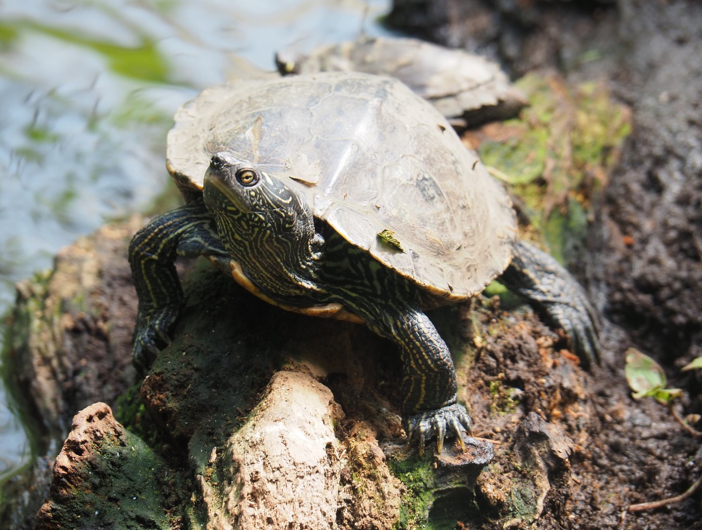False map turtle (Graptemys pseudogeographica), 2019-08-04