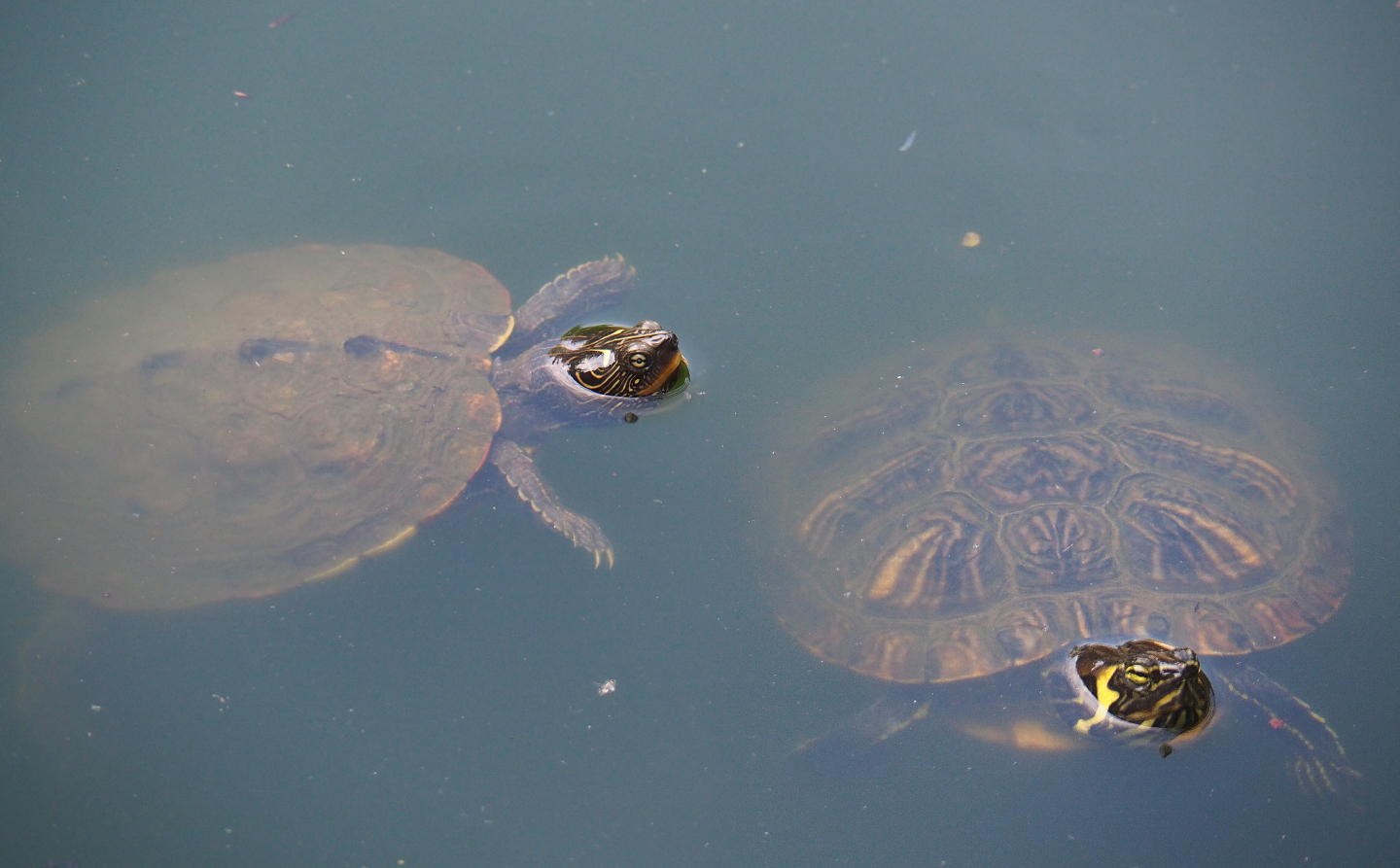 False map turtle (Graptemys pseudogeographica) and Yellow-bellied slider (Trachemys scripta scripta), 2019-08-04
