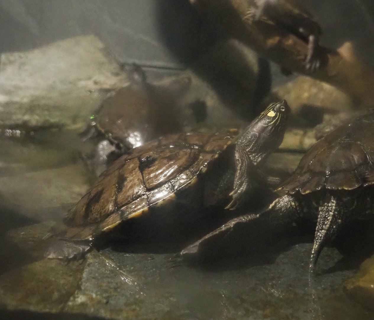 False map turtle (Graptemys pseudogeographica pseudogeographica), 2022-09-14