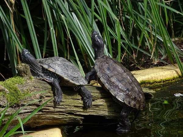 False map turtle (Graptemys pseudogeographica pseudogeographica)