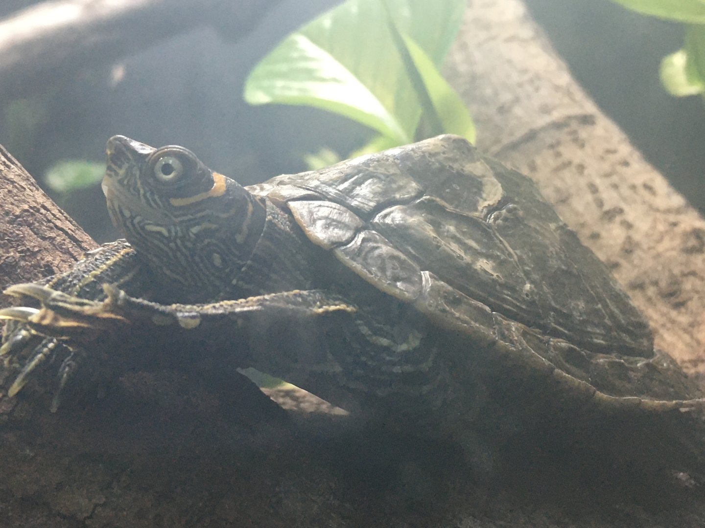 False Map Turtle (Graptemys pseudogeographica)