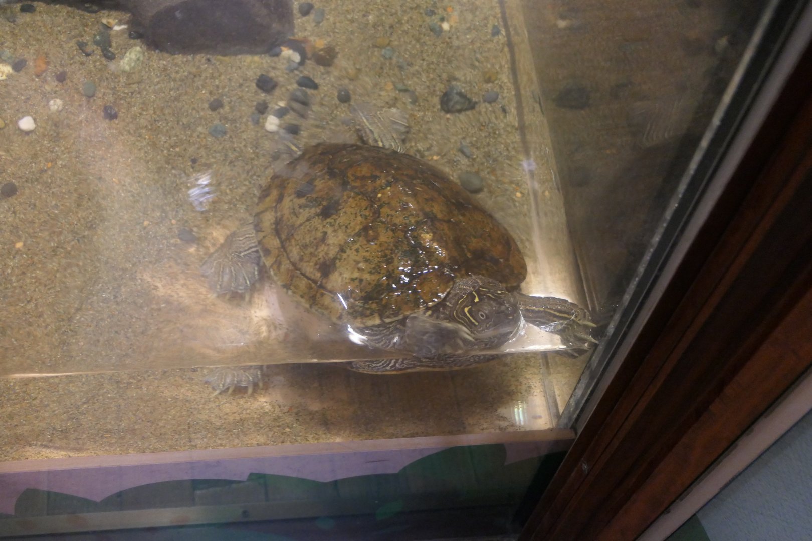 False Map Turtle (Graptemys pseudogeographica)