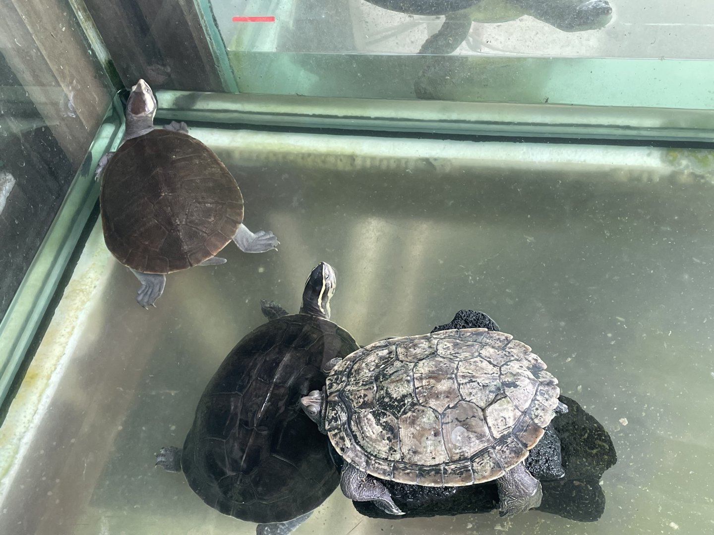 False Map Turtle, Malayan Box Turtle & Pink-bellied Side-necked Turtles