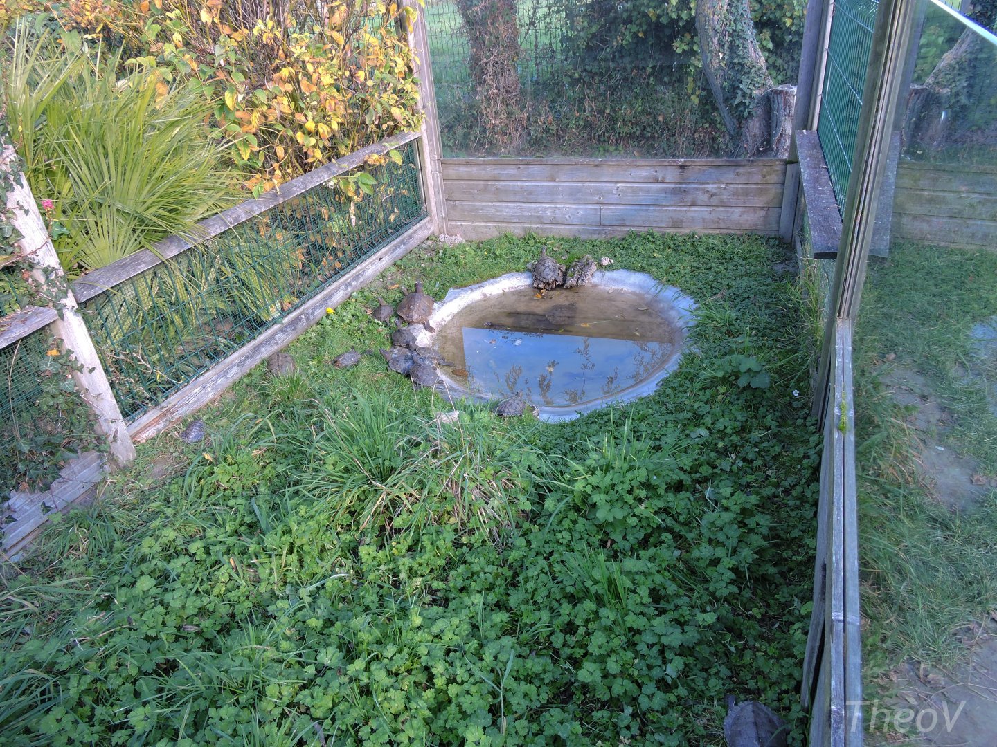 False map turtle outdoor exhibit [2015]