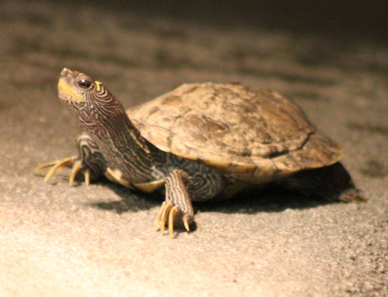 False map turtle