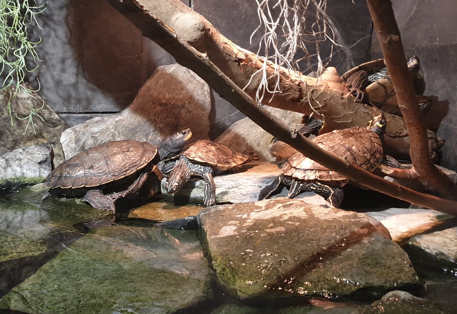 False map turtles - Graptemys pseudogeographica