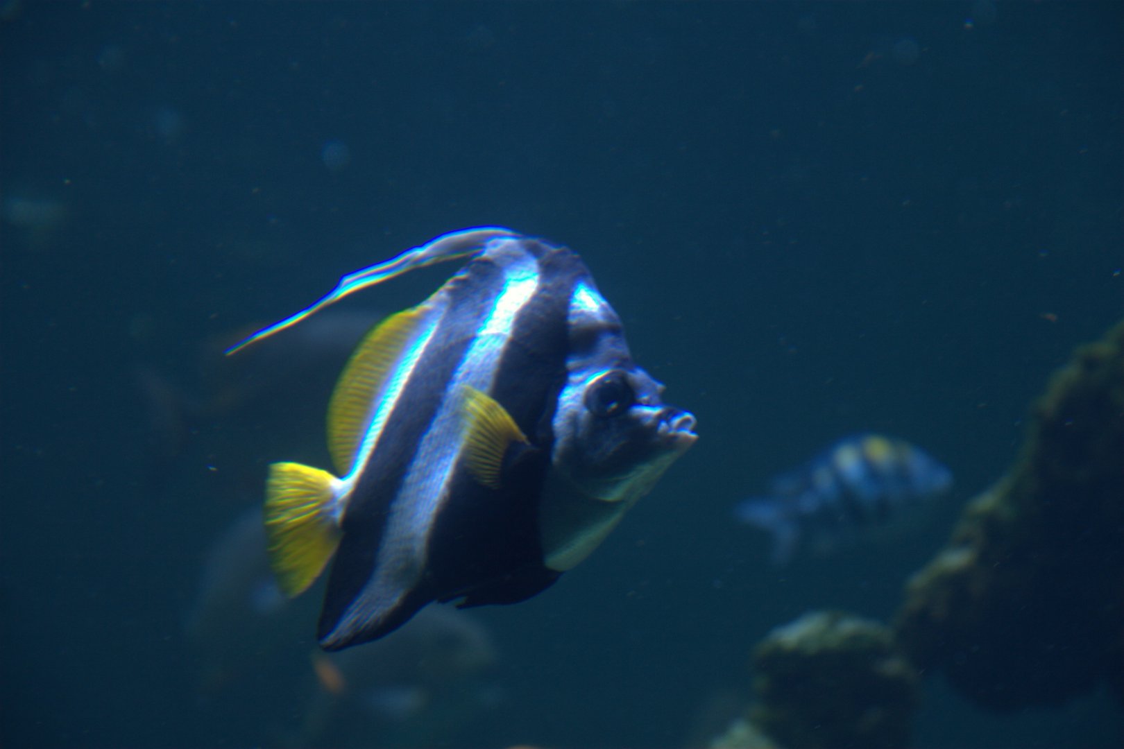 False Moorish Idol (Heniochus diphreutes), 2025-08-23