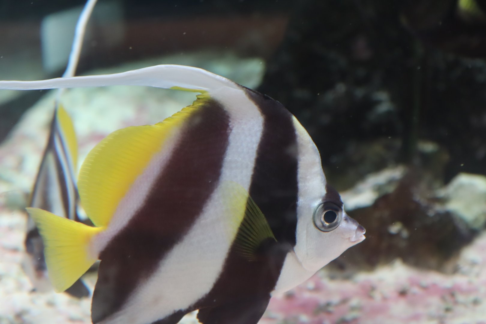 False Moorish Idol