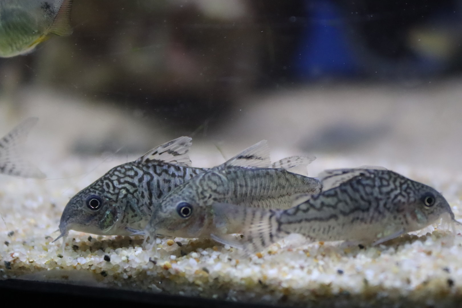False Network Corydoras (Corydoras sodalis)