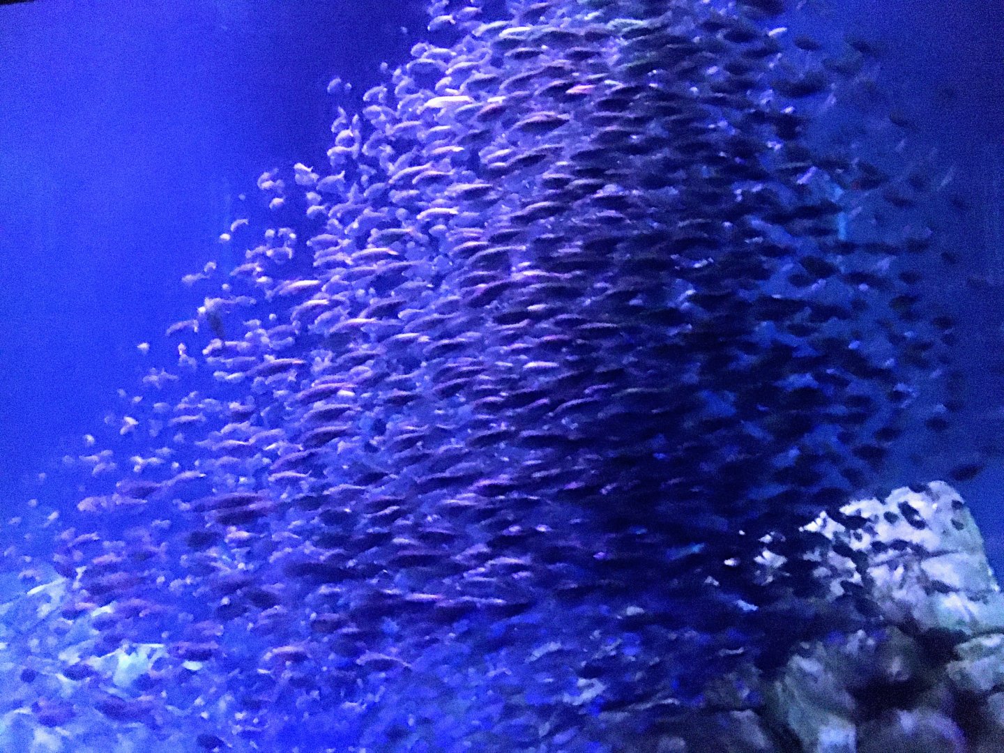 False pilchard school