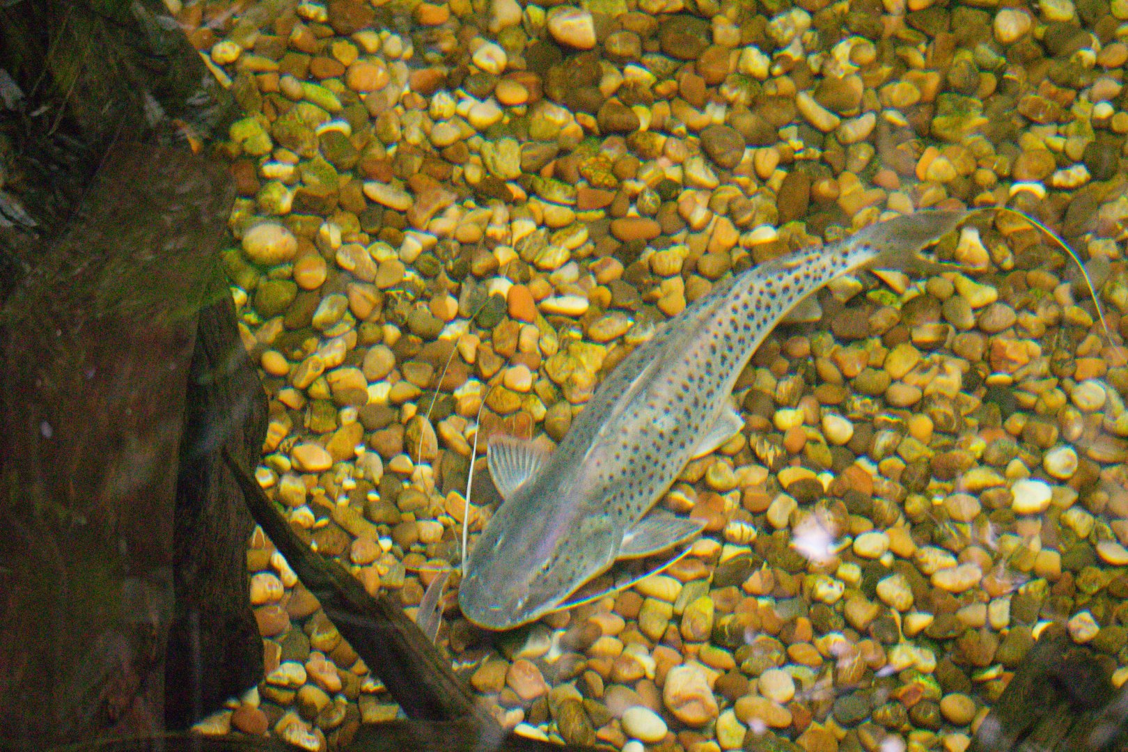 False Piraiba (Brachyplatystoma capapretum)