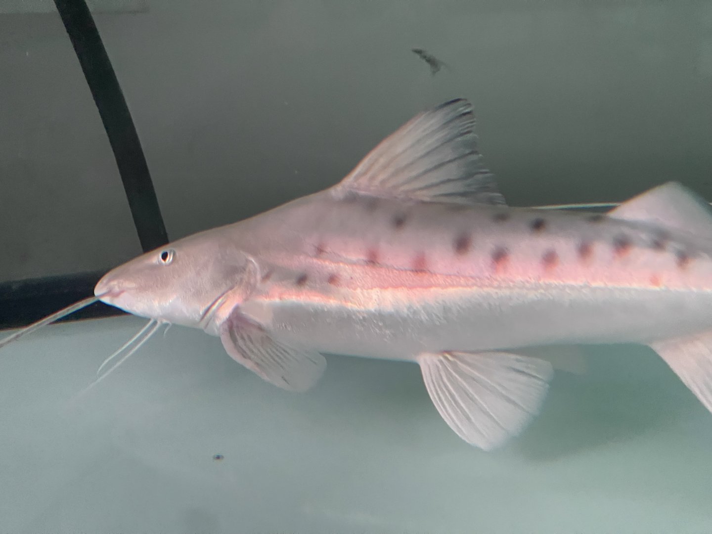 false piraiba (brachyplatystoma capapretum)