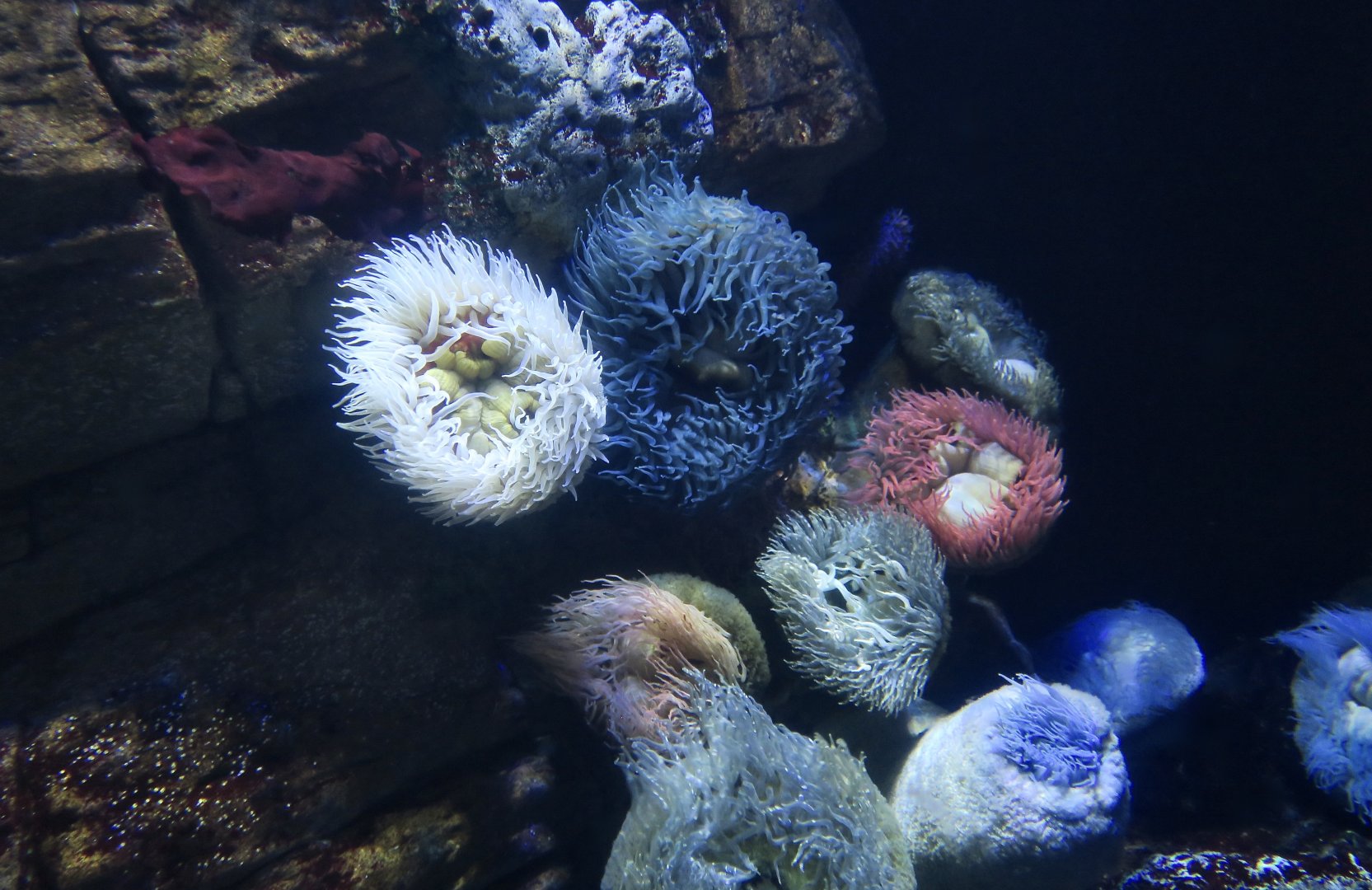 False Plum Anemone (Pseudactinia flagellifera)
