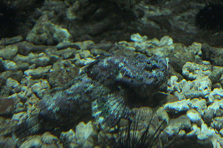 False stonefish (Scorpaenopsis diabolus)