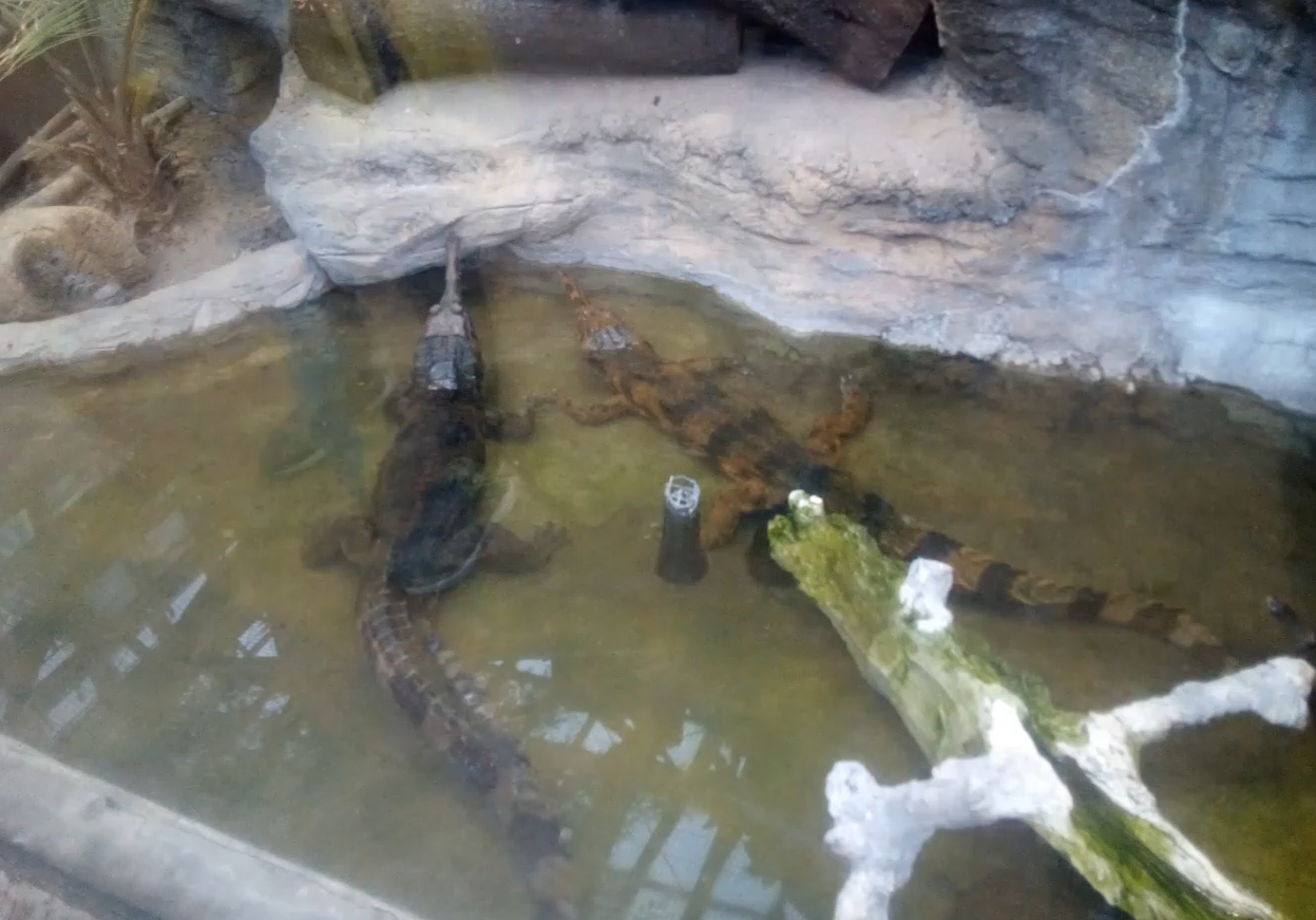 False/Sunda Gharials