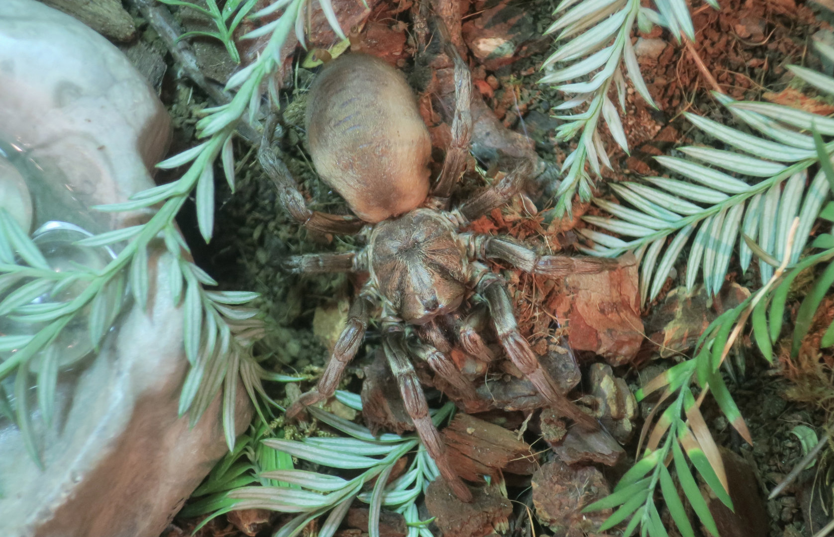 False Tarantula (Calisoga longitarsus)