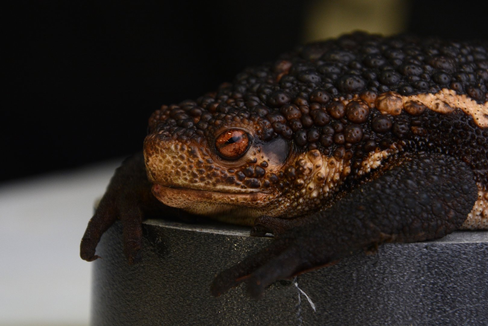 False toad (Pseudobufo subasper)