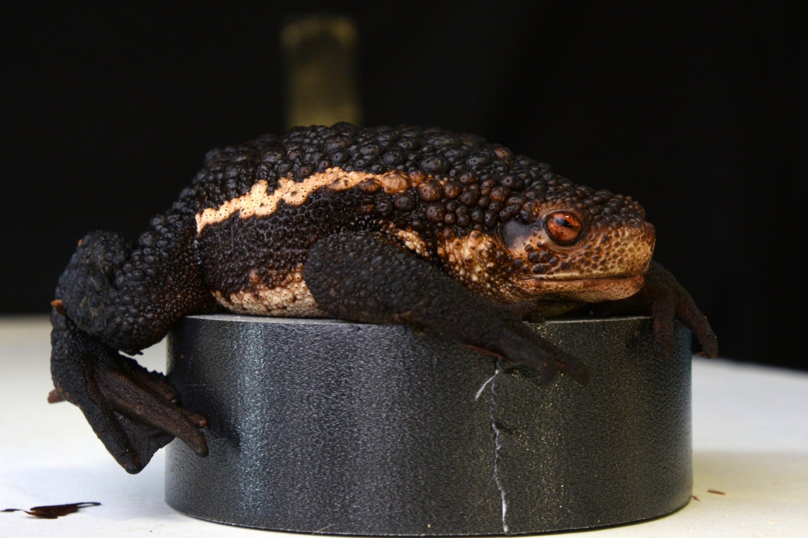 False toad (Pseudobufo subasper)