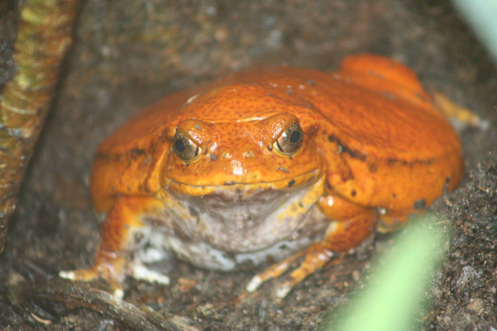 False Tomato Frog @ Chester; 15.09.2015