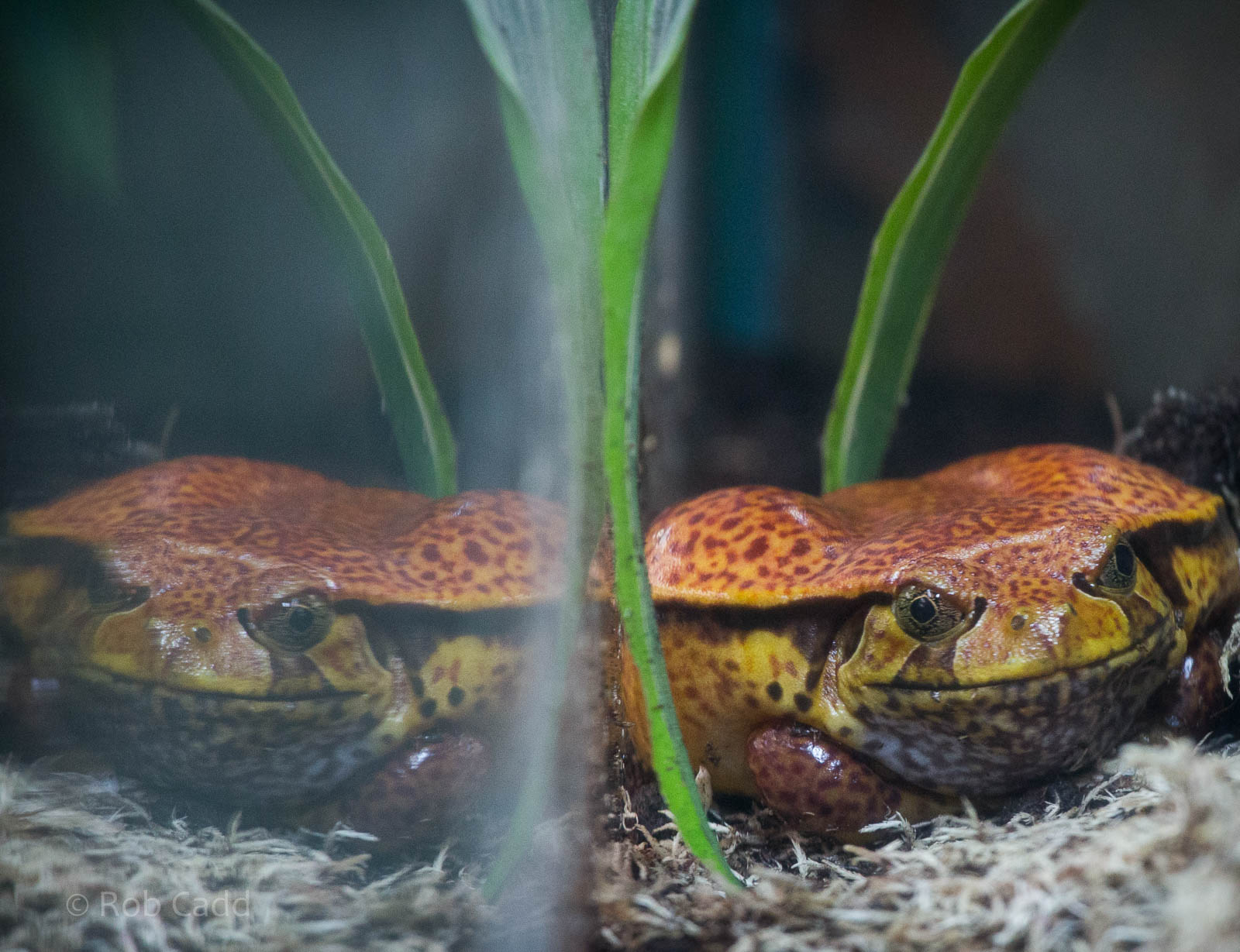 False tomato frog : Colchester : 18 Oct 2014