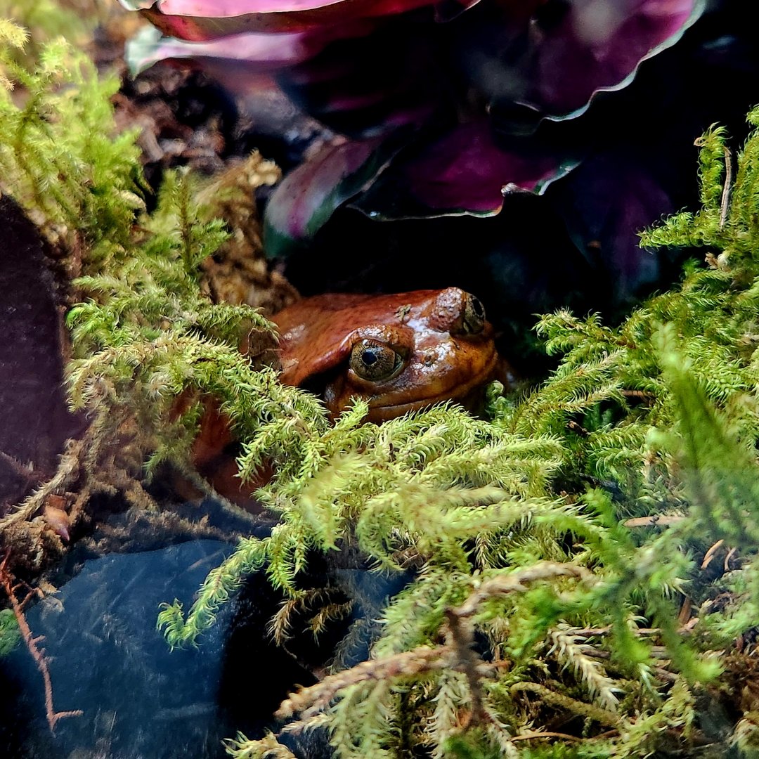 False Tomato Frog (Dyscophus guineti)