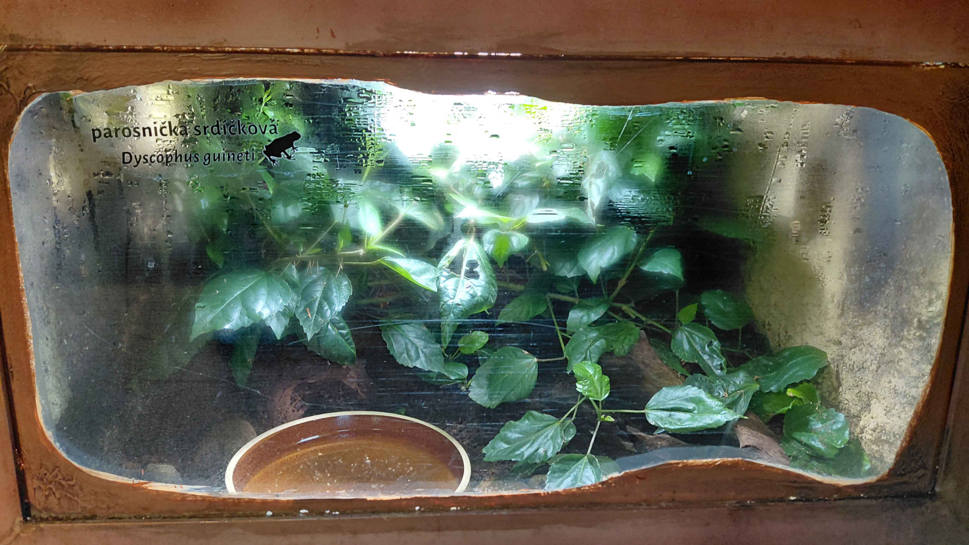 False tomato frog exhibit