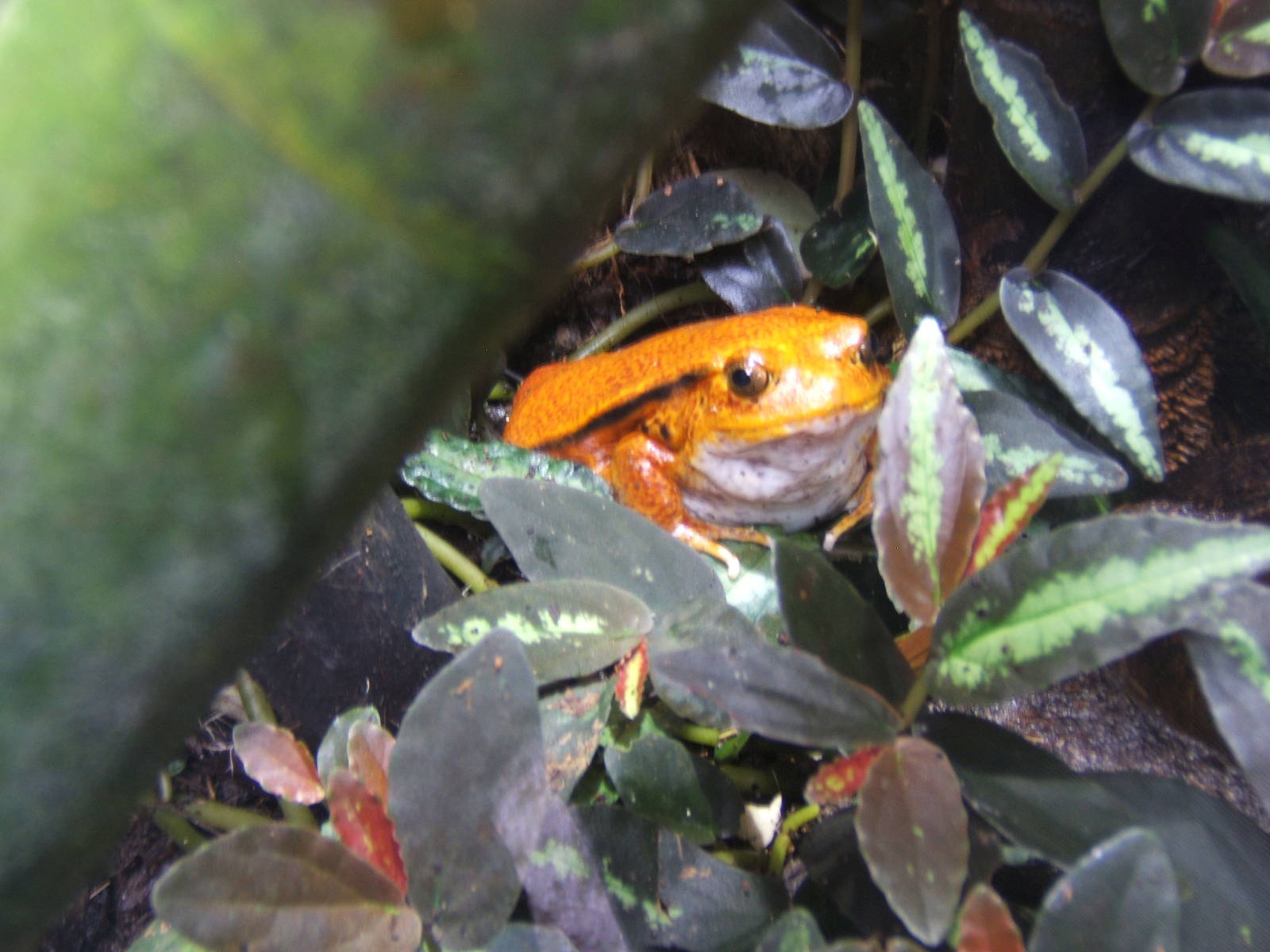 False Tomato Frog