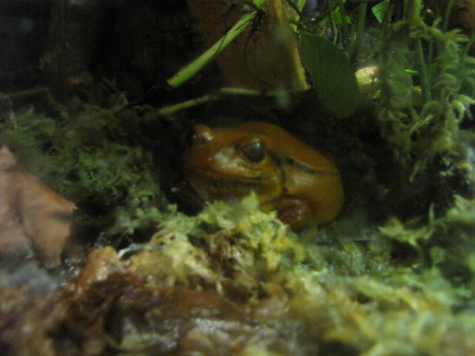 False tomato frog