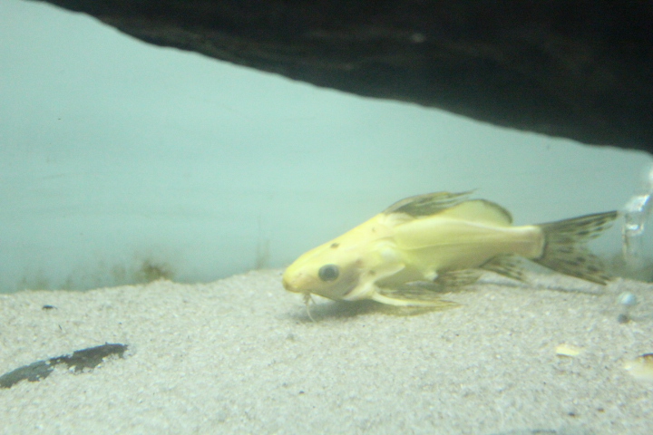 False upside-down catfish (Synodontis nigrita)