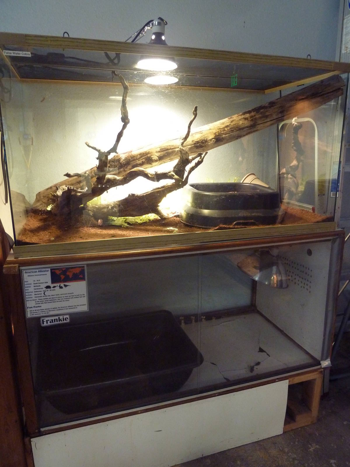 False Water Cobra + American Alligator Exhibits