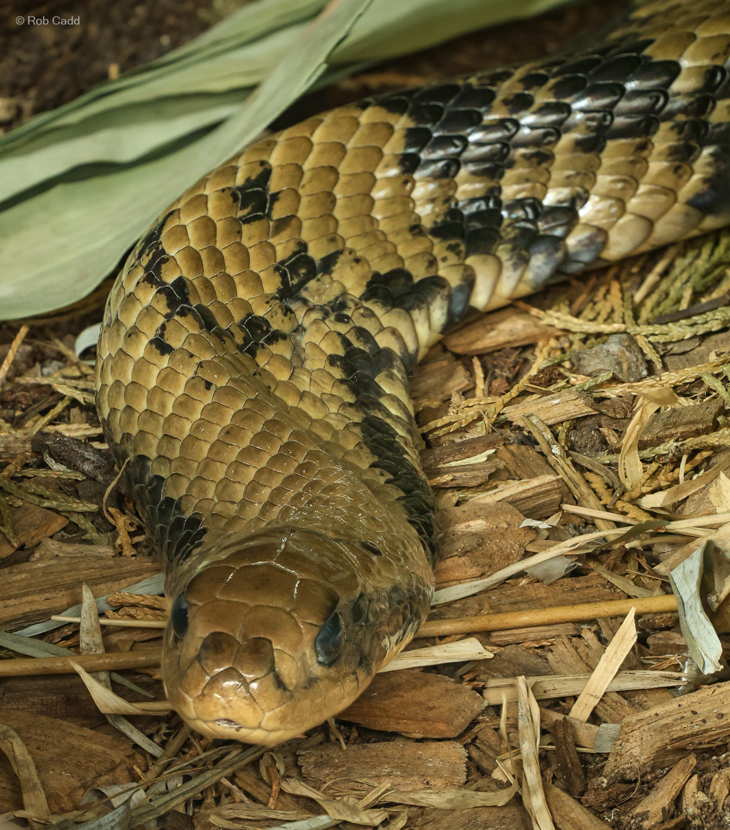 False water cobra : Call of the Wild : 17 Jul 2025