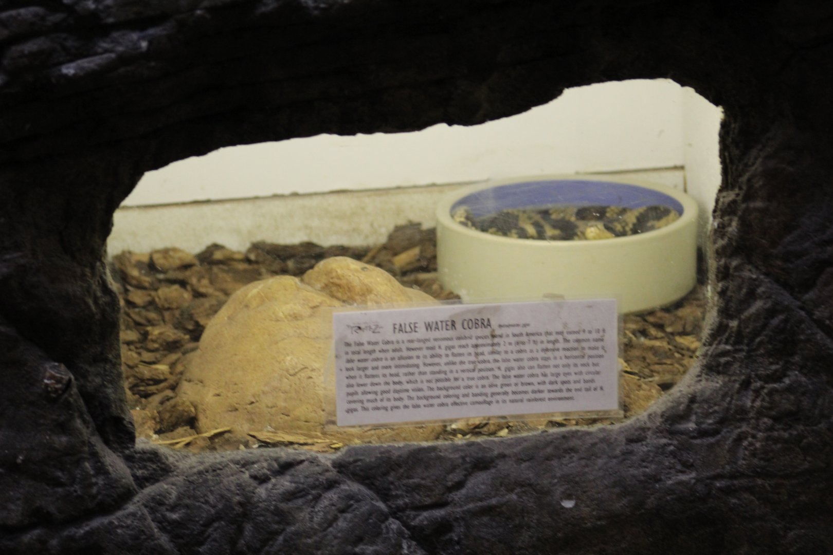 False Water Cobra Enclosure