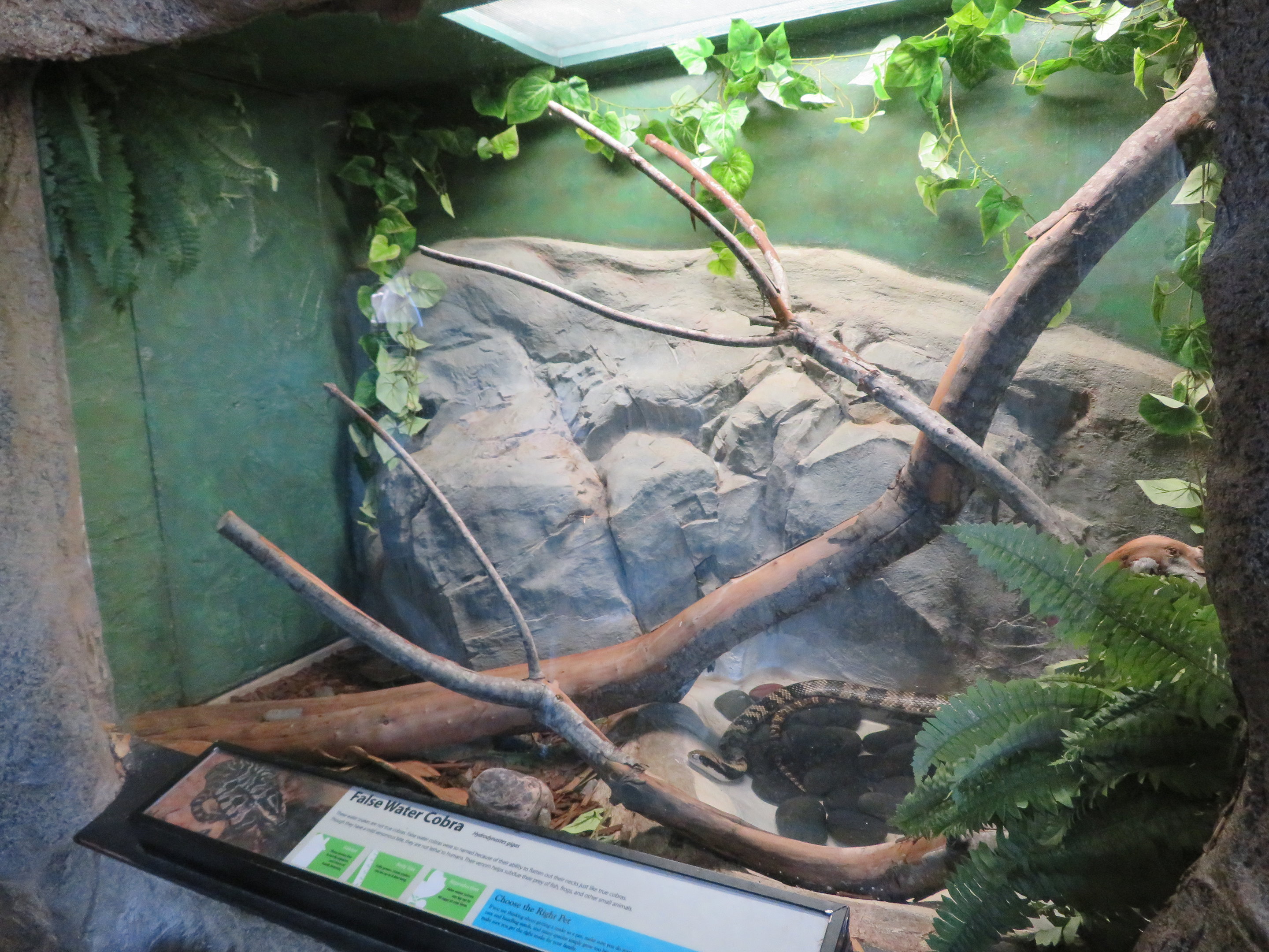 False Water Cobra Exhibit