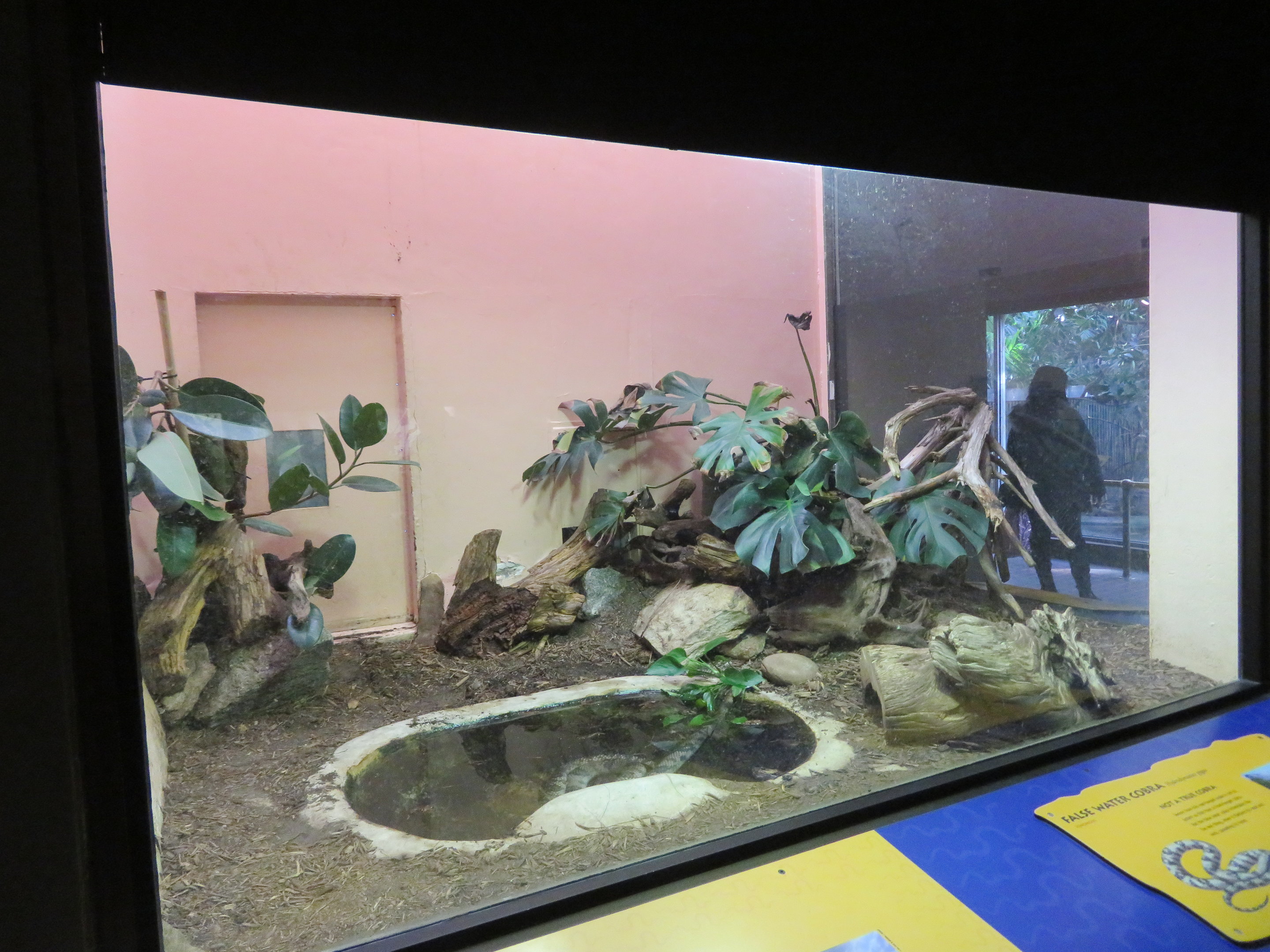 False Water Cobra Exhibit