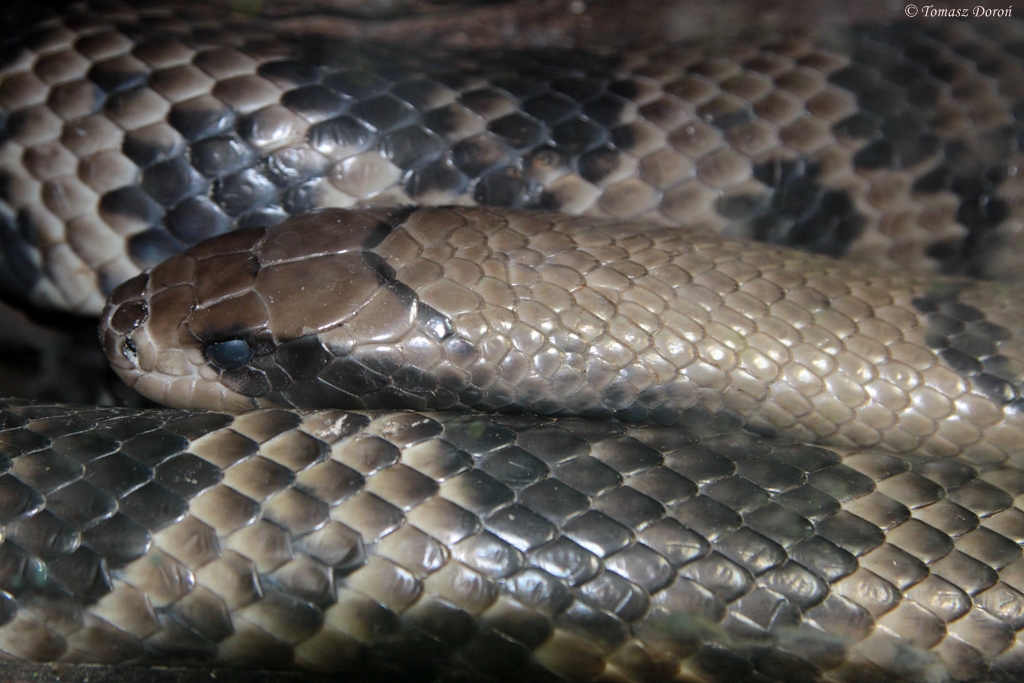 False Water Cobra (Hydrodynastes gigas)