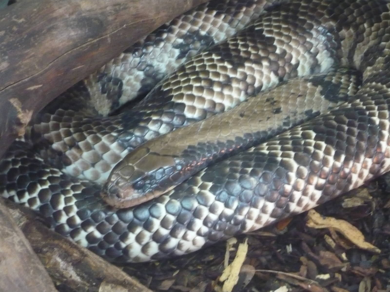 False water cobra (Hydrodynastes gigas)