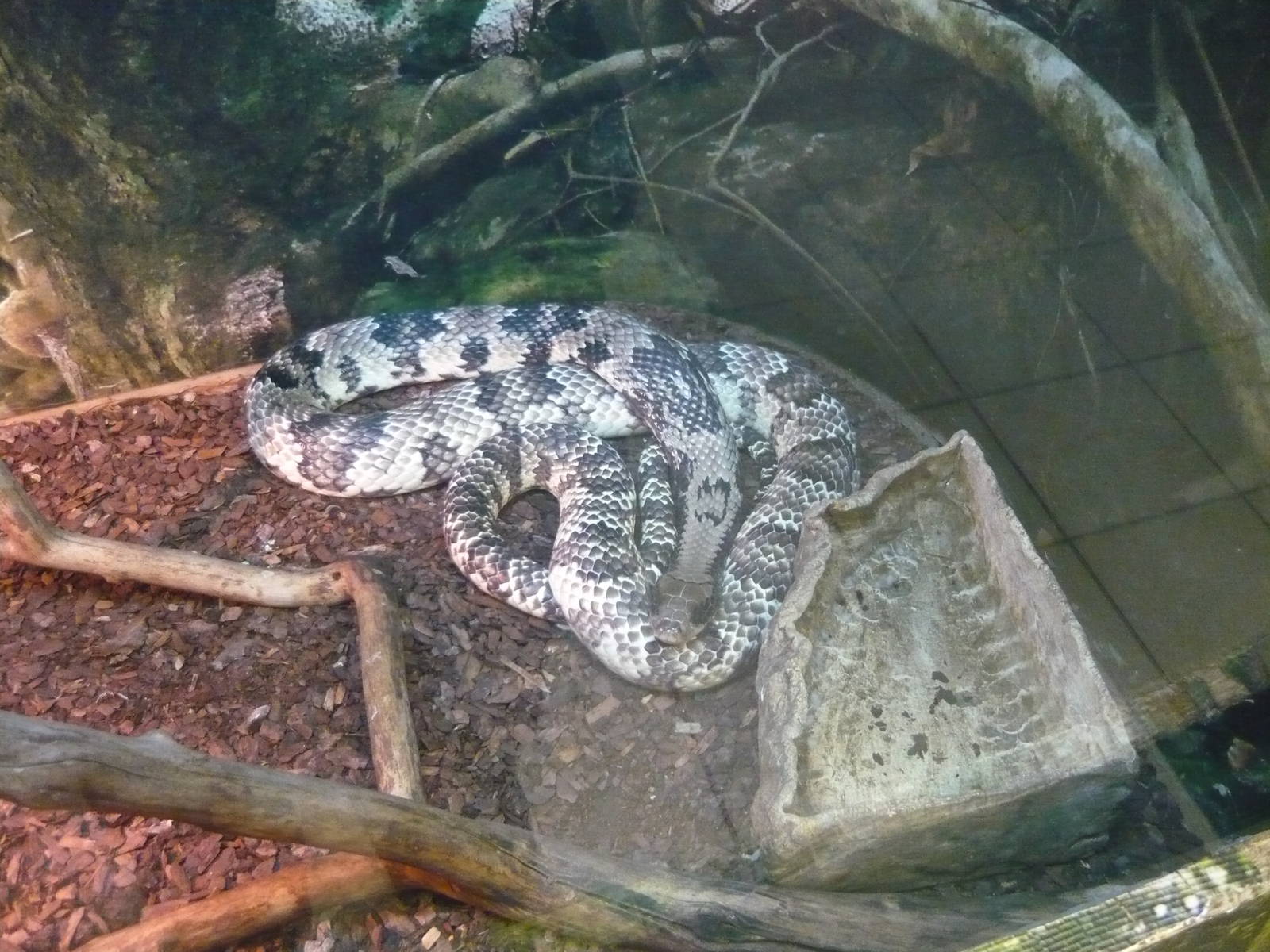 False water cobra (Hydrodynastes gigas)