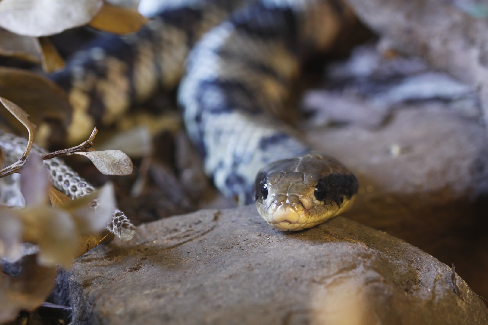 False water cobra (Hydrodynastes gigas)